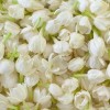 Madurai Jasmine Flowers